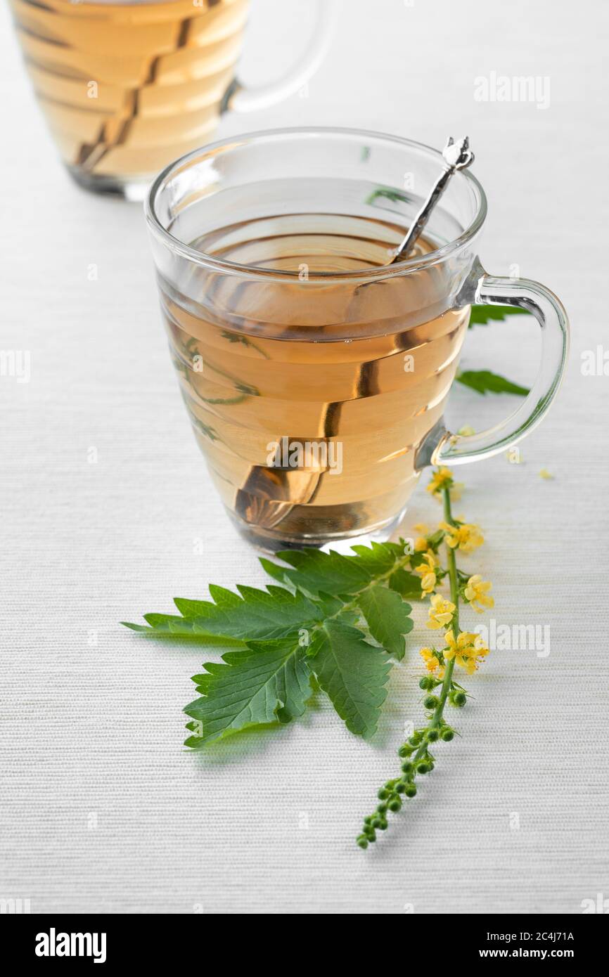 Glasplatten mit Agrimony-Tee und einem frischen Zweig von Agrimony-Blumen Stockfoto