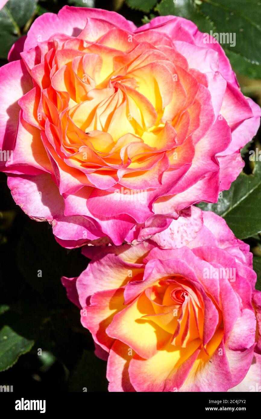 Rosa Lachs Rose Rosa wunderschöne große Blüten Stockfoto