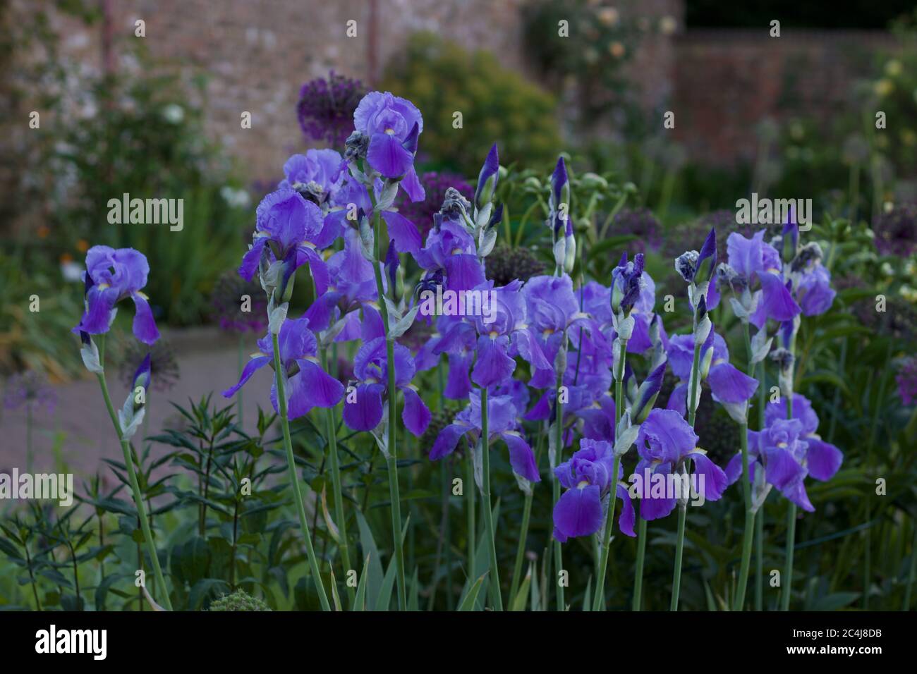 Schöne Iris Blumen in ummauerten Cottage Garten im Frühling Stockfoto