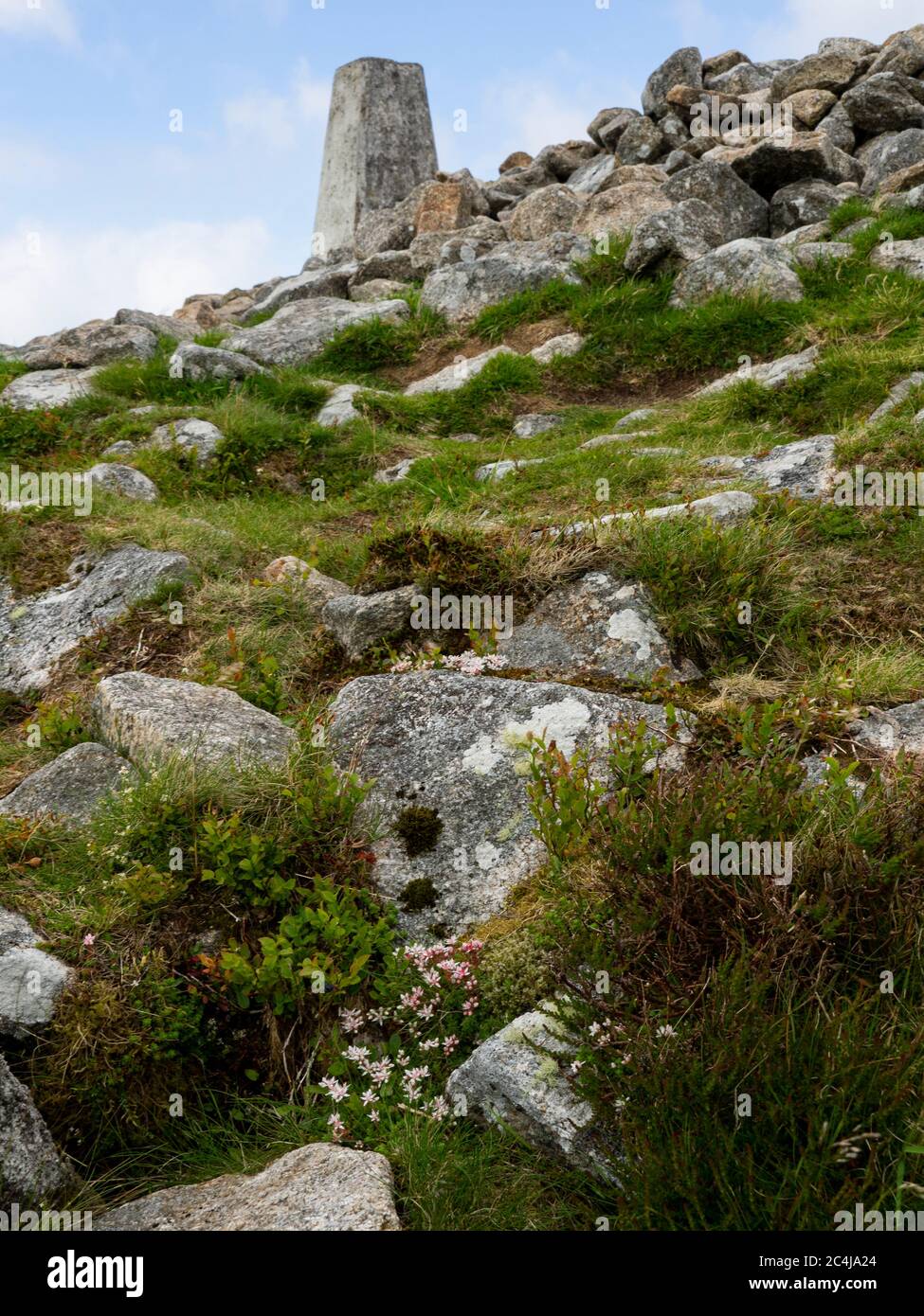 Englische Stonecrop Wildblumen wachsen an der Spitze von Brown Willy Tor, Bodmin Moor, Cornwall, Großbritannien Stockfoto