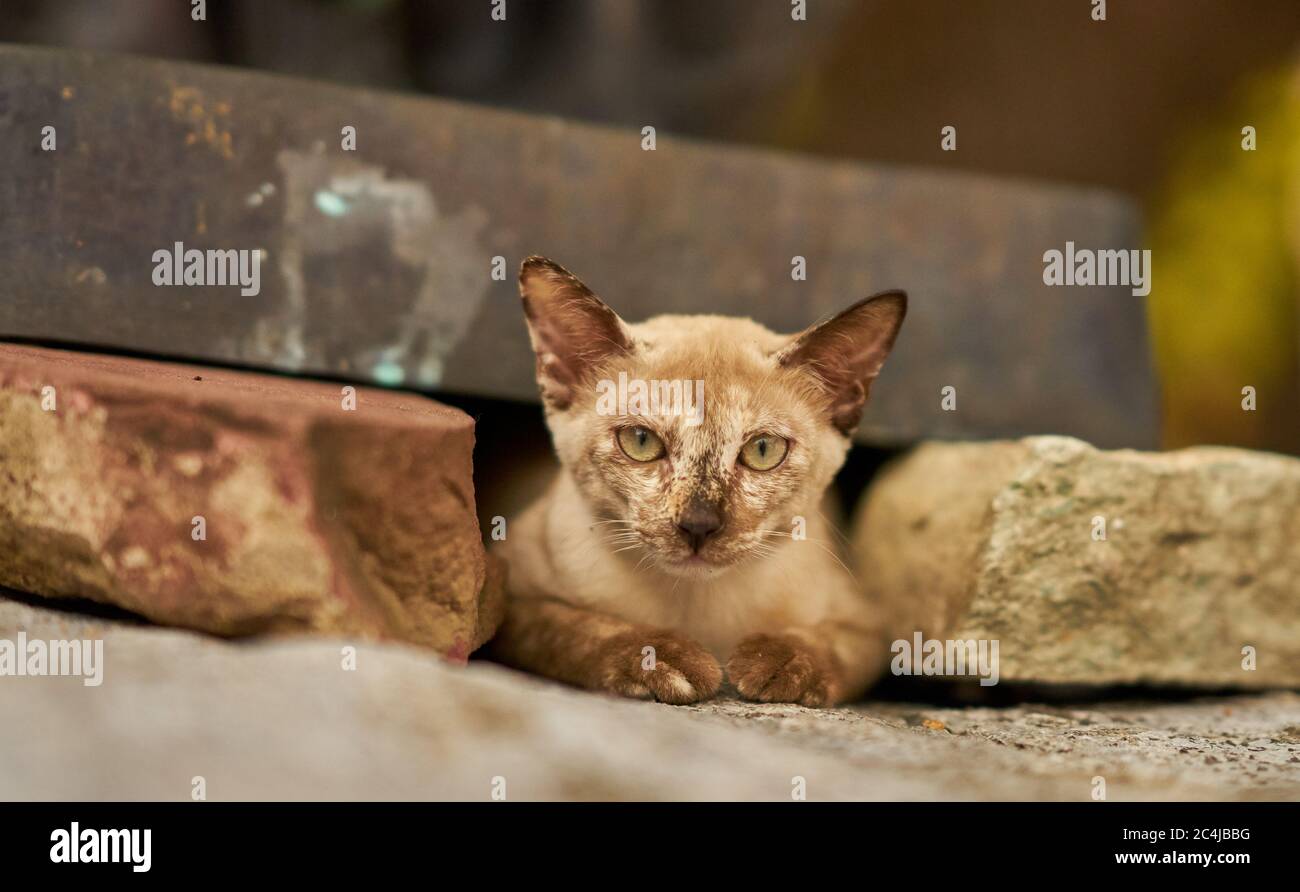 Eine Nahaufnahme einer streunenden Katze, die in einem Tempel ruht. Stockfoto