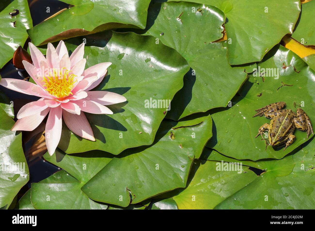 Frosch auf den grünen Blättern blühender Seerosen Stockfoto