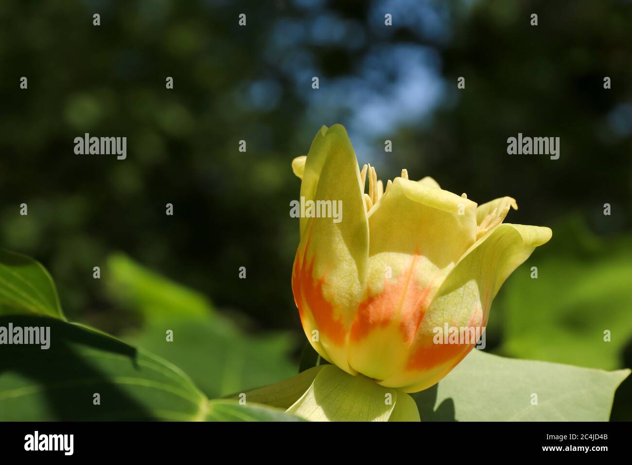 Baum in Blüte - gelbe Pappel - Detail der Blüte Stockfoto