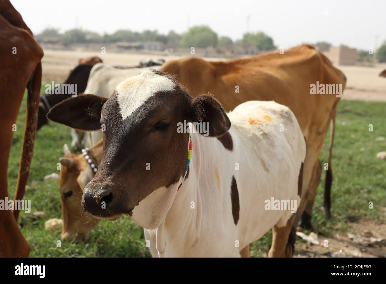 Junge Kuh dunkelbraun und weiß Stockfoto