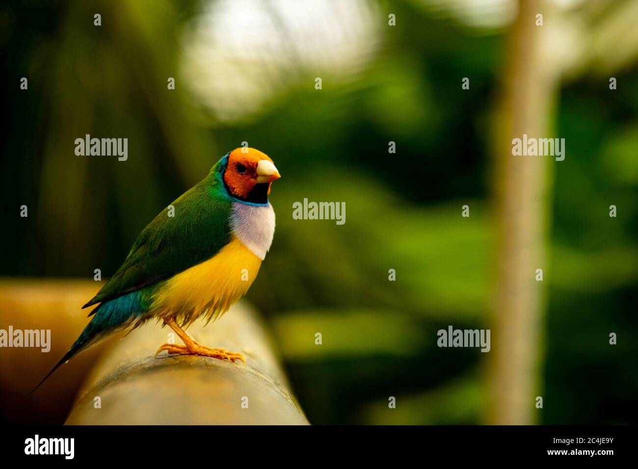 Gouldian Finch auf einer Handschiene in einem Schmetterlingspark thront. Stockfoto