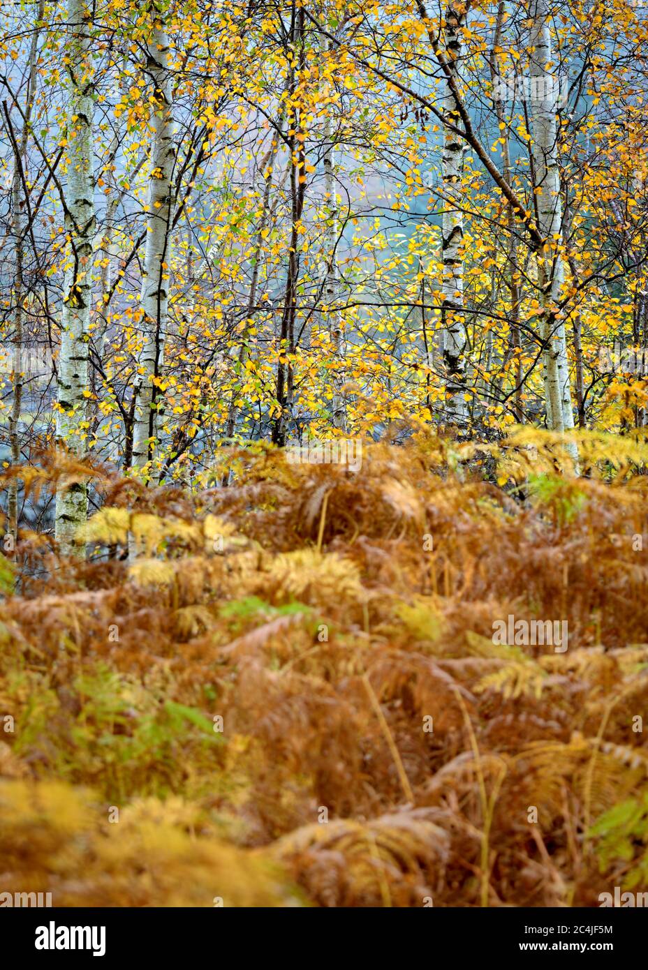 Herbstfarben Mit Birken In Abgeschiedenen Woodland Soft Herbstlicht. Lake District, Großbritannien. Stockfoto