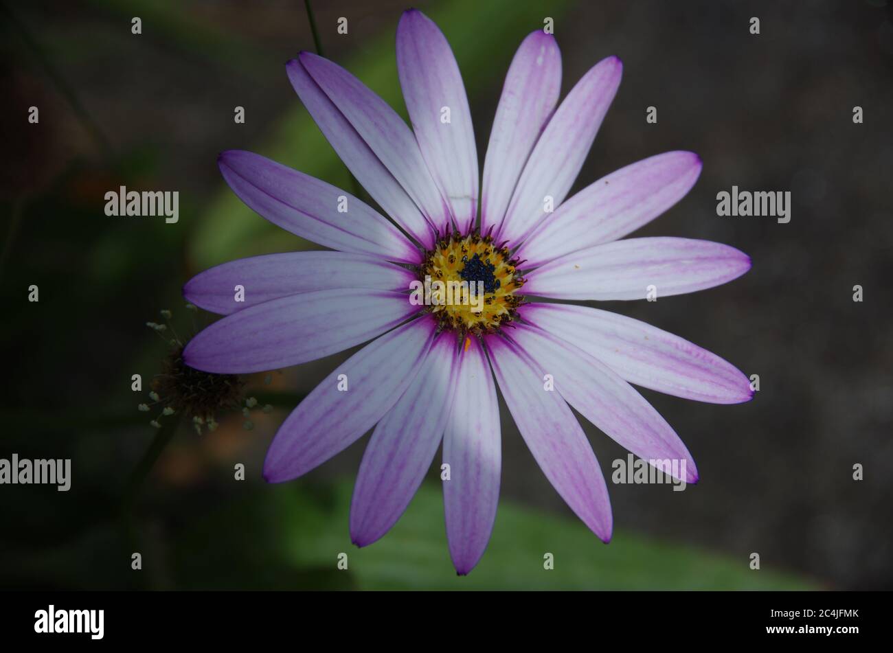 Blume Foto Stockfoto