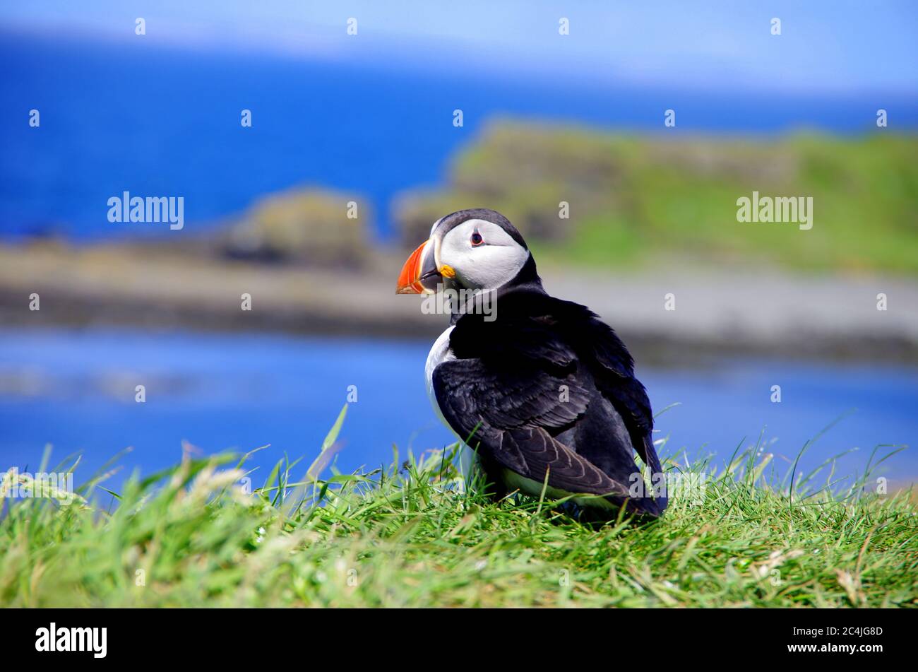 Puffin Stockfoto