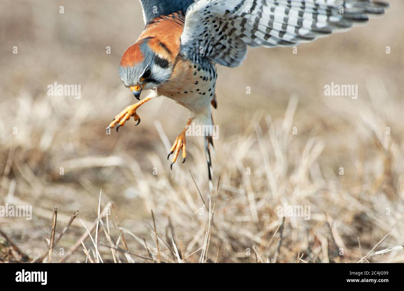 Männliche amerikanische Turmfalke Jagd nach Insekten in Grünland Lebensraum Stockfoto