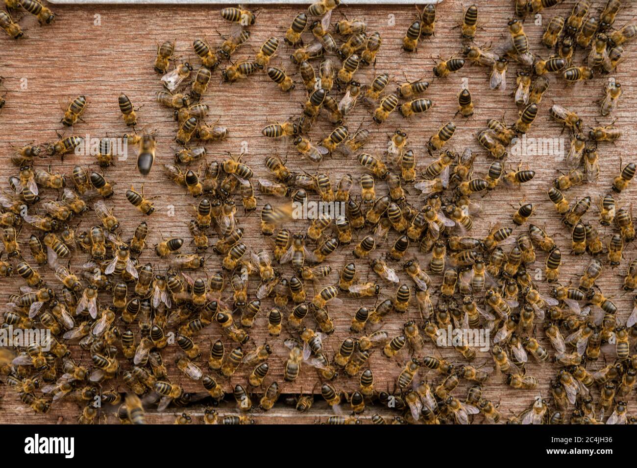 Bienen fliegen vor dem hive Eintrag Stockfoto