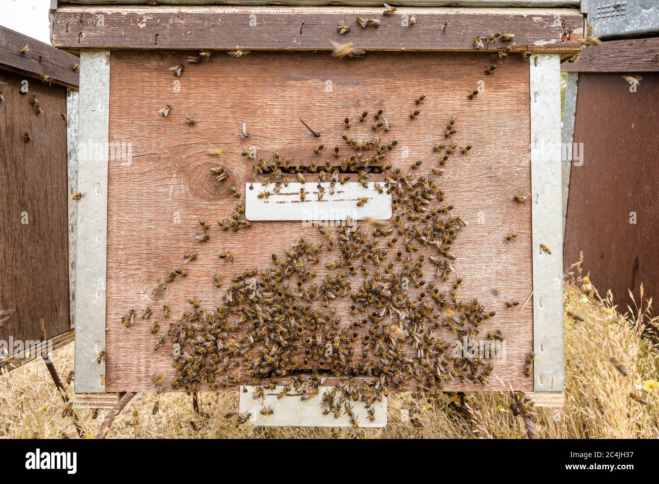 Bienen fliegen vor dem hive Eintrag Stockfoto