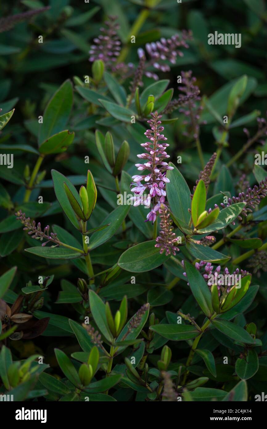 Hebe, Garten Purple, Plantaginaceae Stockfoto