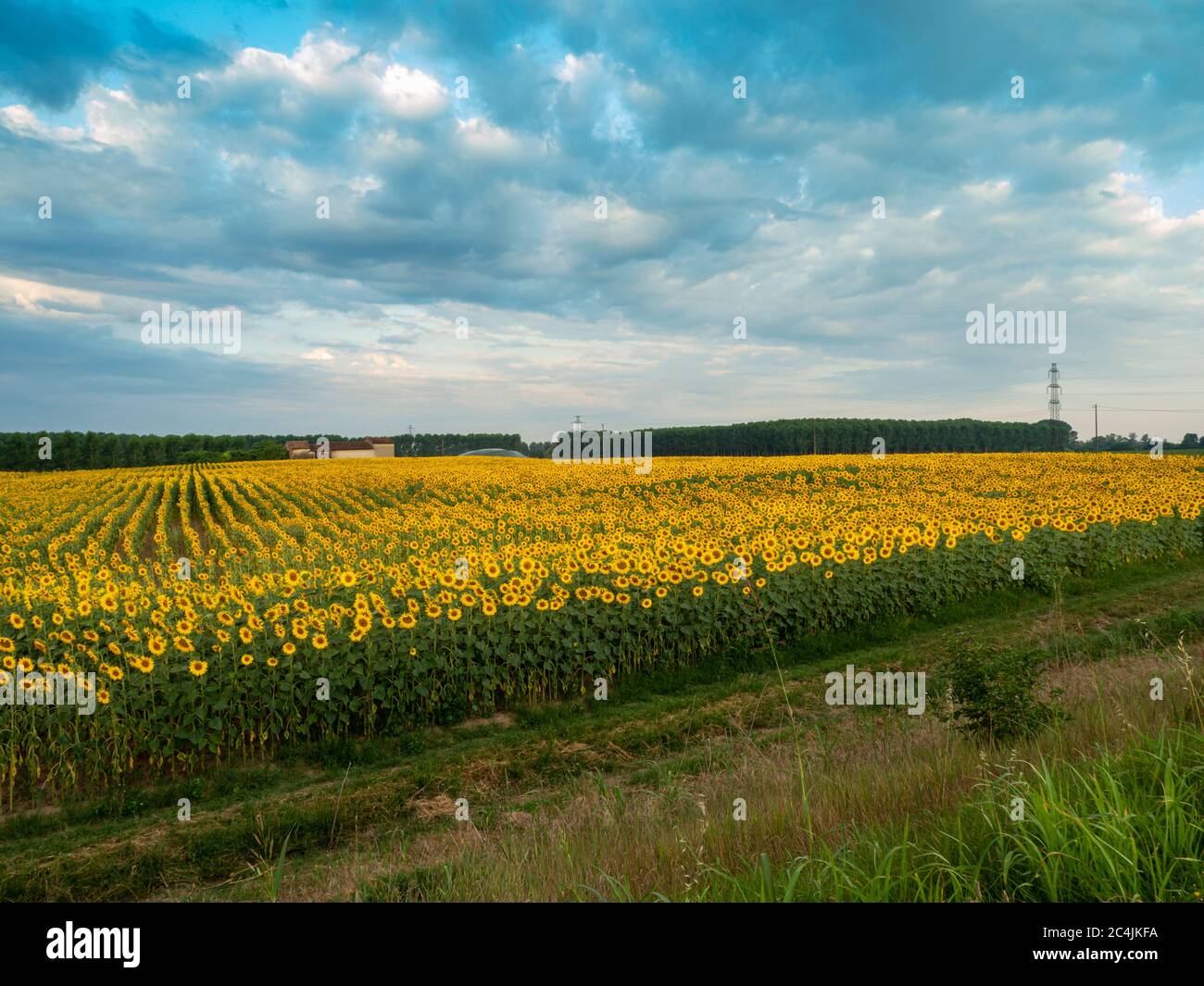 Sonnenblumen im Sommer Stockfoto
