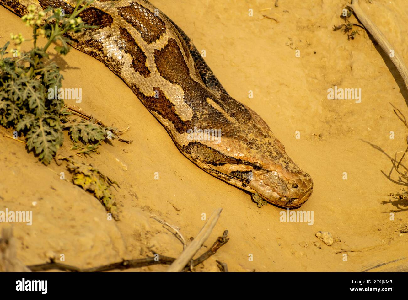 Eine Python im Wald, Bharatpur Bird Sanctuary Stockfoto