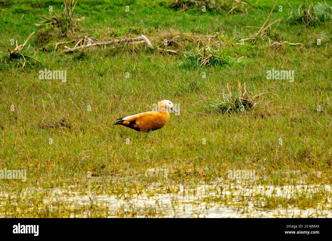 Ruddy Shelduck oder Brahminy Ente (Tadorna ferruginea), Bharatpur Bird Sanctuary Stockfoto