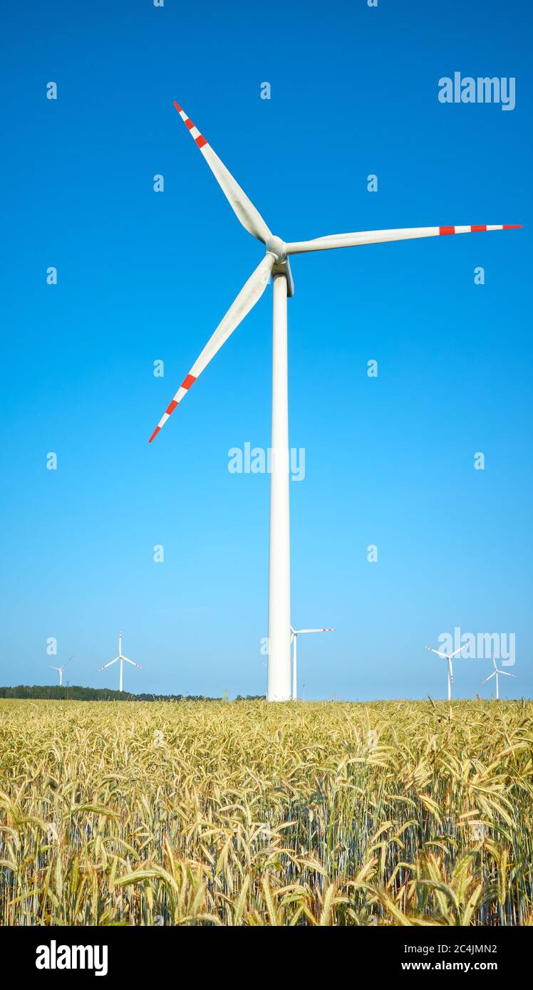 Windmühlen auf einem Erntefeld an einem schönen Sommertag. Stockfoto