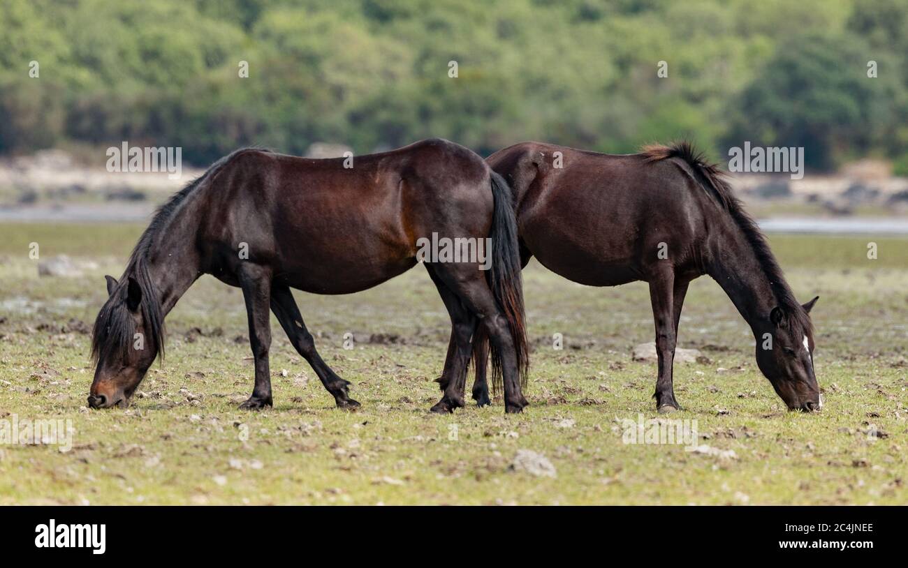 Sa jara manna Fotos und Bildmaterial in hoher Auflösung Alamy