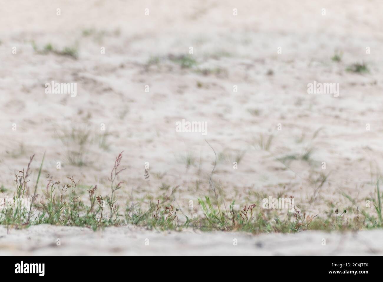 Trockenes Gras Super Makro in Wüstensand, verschwommener sandiger Hintergrund. Wachstum in wilden Trockenerddünen Stockfoto