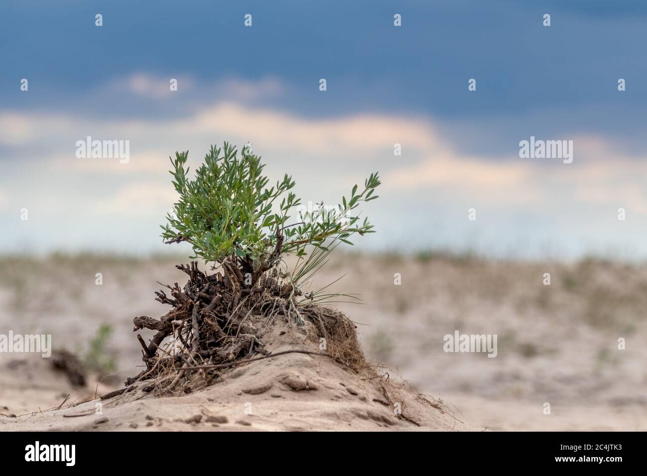 Grüner kleiner Busch im Sand mit epischem Himmel, Wüstenwachstum. Botanische wilde Nahaufnahme Natur mit dunklen Kontrast stürmischen Wolken Himmel Hintergrund Stockfoto