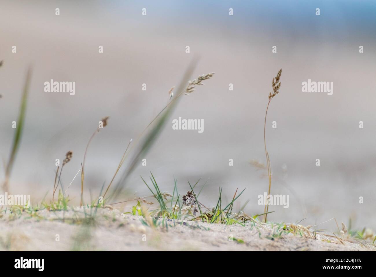 Trockenes Gras Super Makro in Wüstensand, verschwommener sandiger Hintergrund. Wachstum in wilden Trockenerddünen Stockfoto
