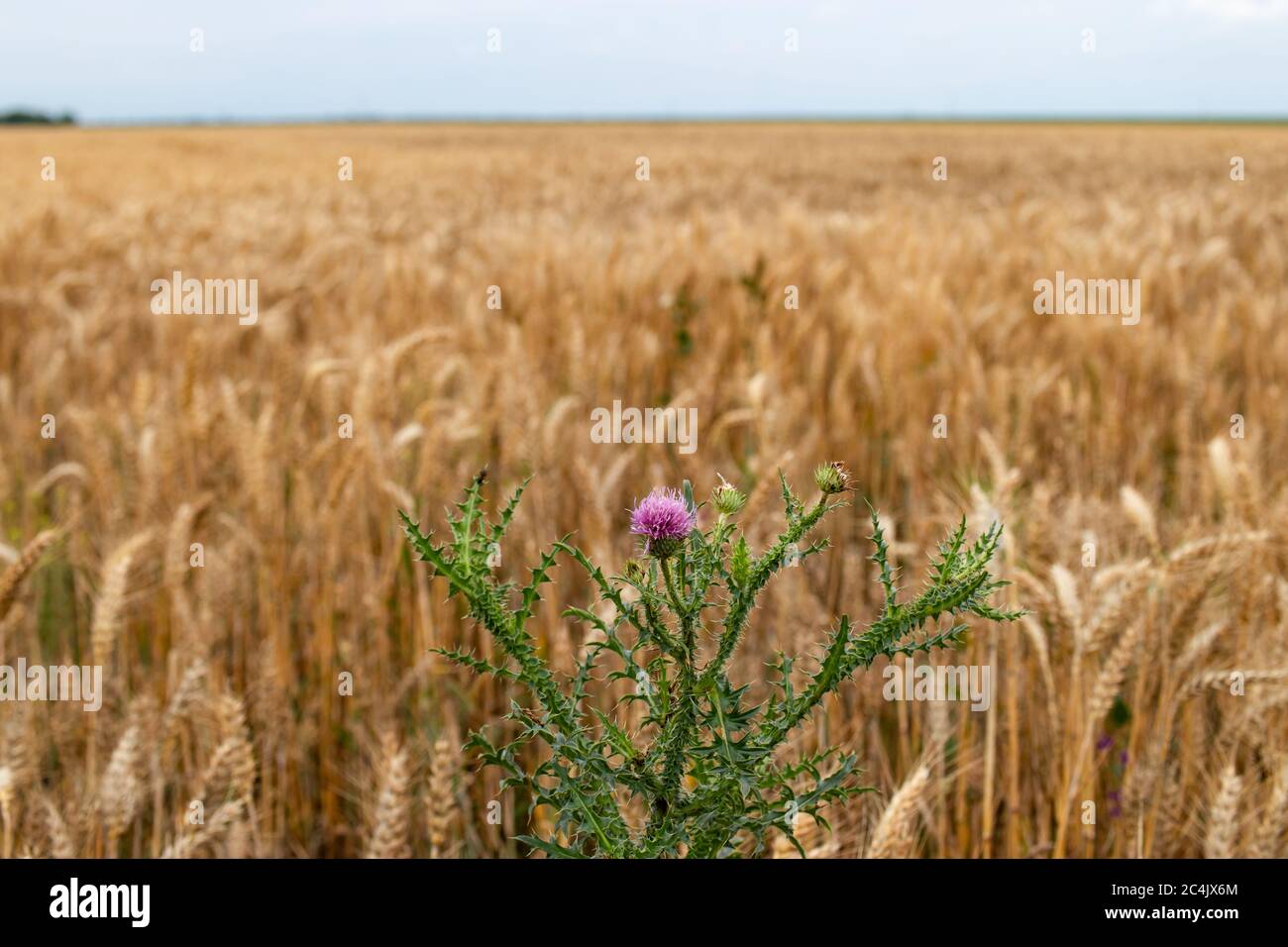 Goldenes Weizenfeld mit Distel befallen. Konzept des organischen Wachstums landwirtschaftlicher Erzeugnisse. Stockfoto