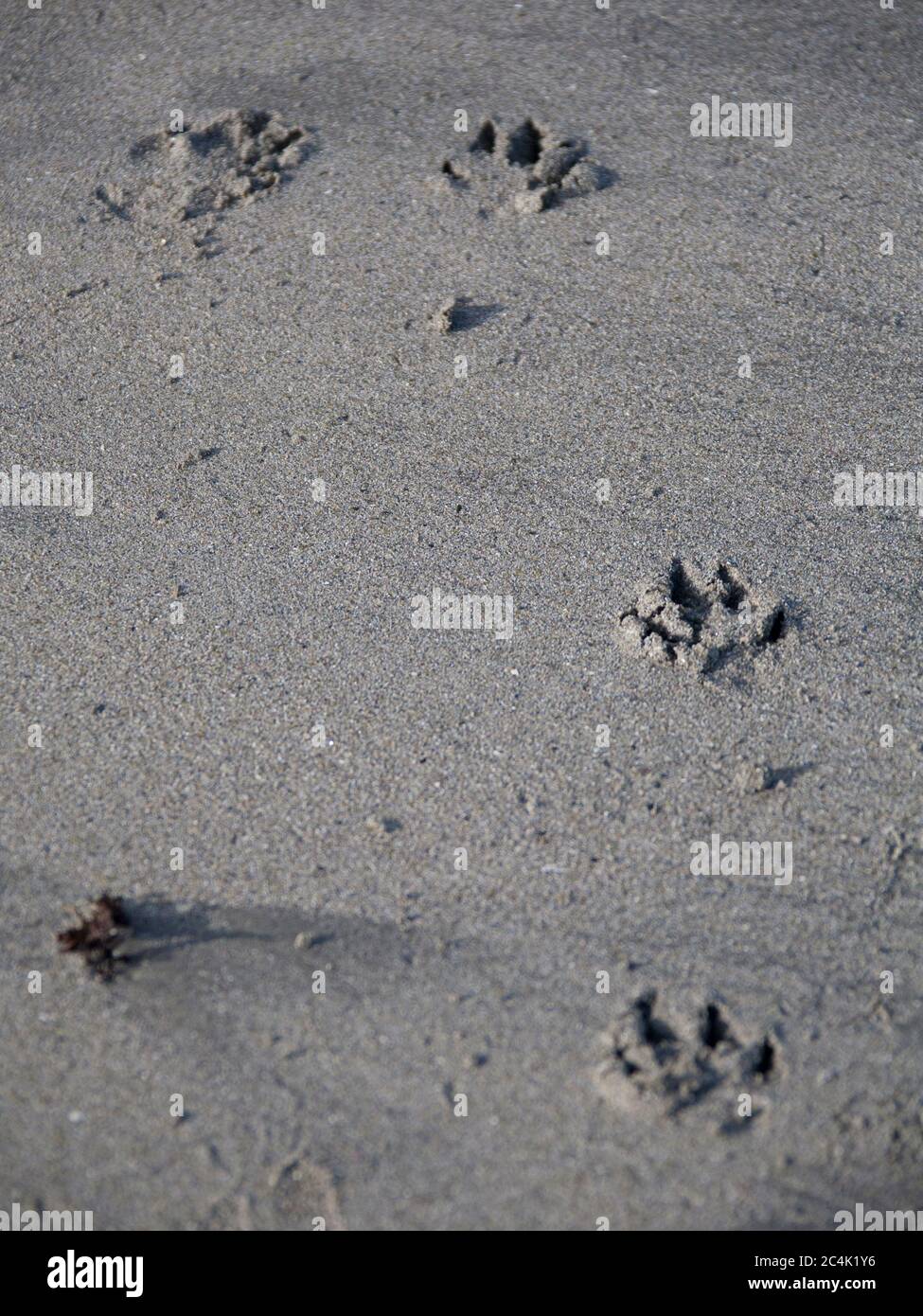 Hundedrucke im Sand am Strand entlang Stockfoto
