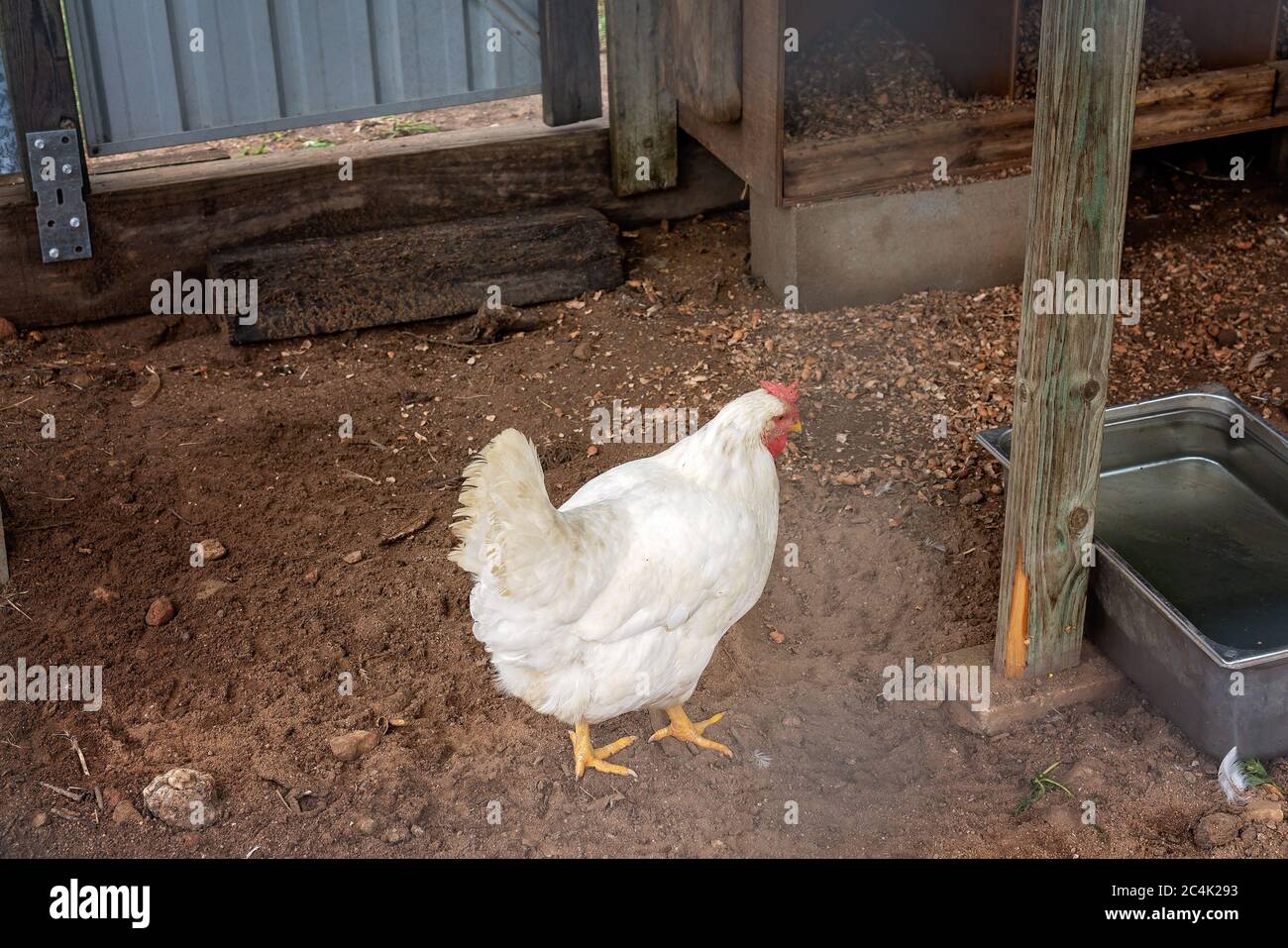 Eine weiße Hühnerhenne, die in der Feder den Schmutz kratzt Stockfoto