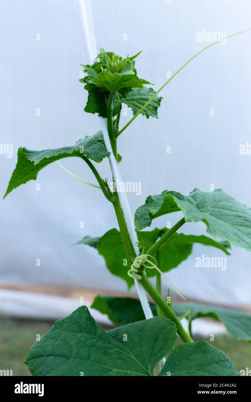 Pflanzen wachsen in einem Gewächshaus. Tomaten, Gurken und Paprika. Stockfoto