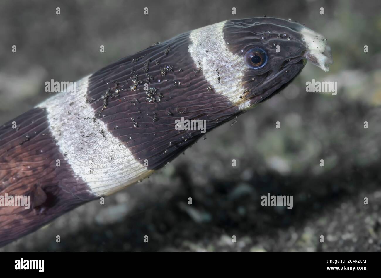 Harlekin oder gebänderter Schlangenaal, Myrichthys colubrinus ähnelt der giftigen Seeschlange, laticauda colubrina, Lembeh Strait, North Sulawesi, Indonesien, Stockfoto