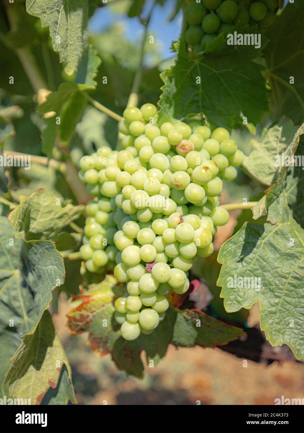 Die Weinreben der Weinberge von carignano im Süden sardiniens Stockfoto