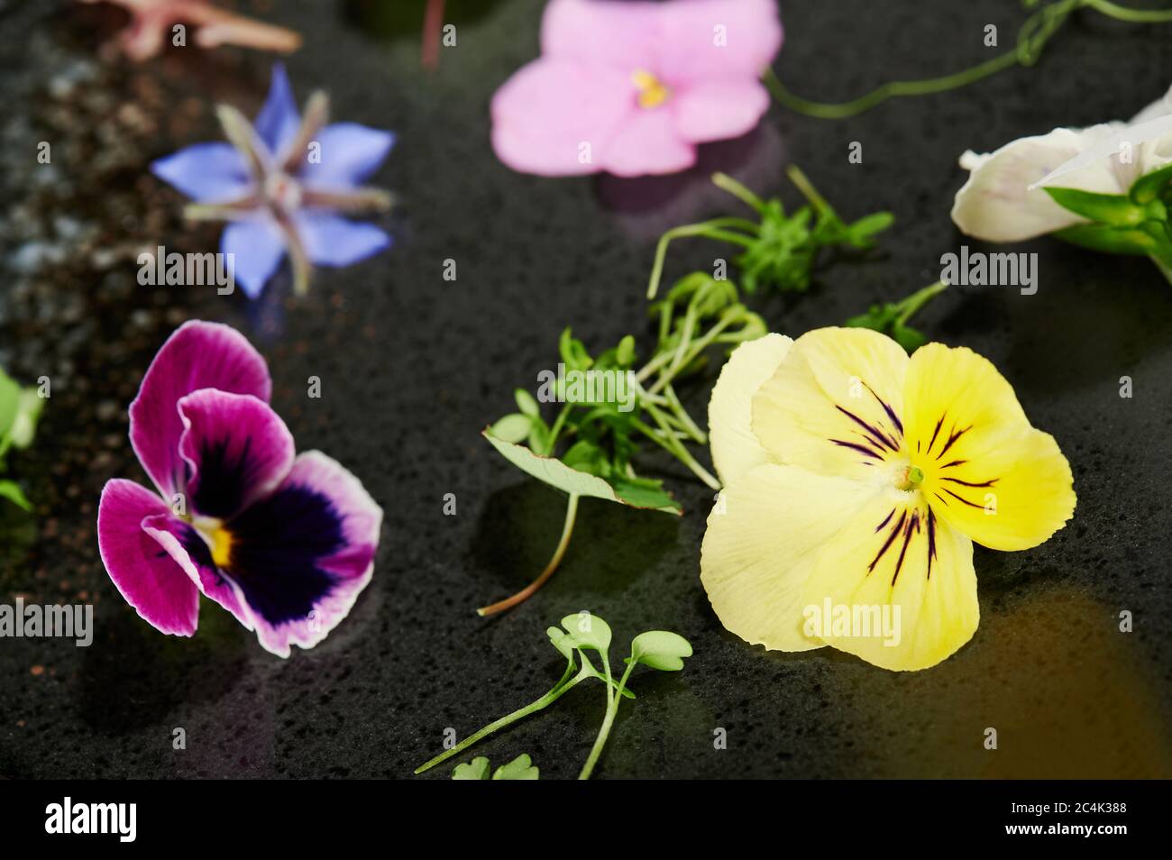 Frische essbare Pflanzen und Blumen Makro Nahaufnahme Stockfoto