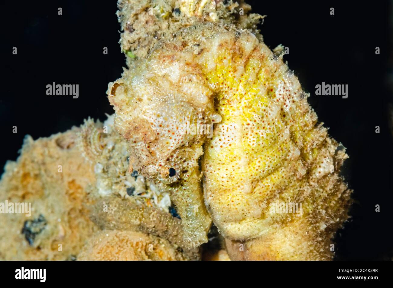 Seepferdchen, Hippocampus kuda, mit Kopfschild Meeresschnecke, Biuve fulvipunctata, Lembeh Strait, Nord-Sulawesi, Indonesien, Pazifik Stockfoto