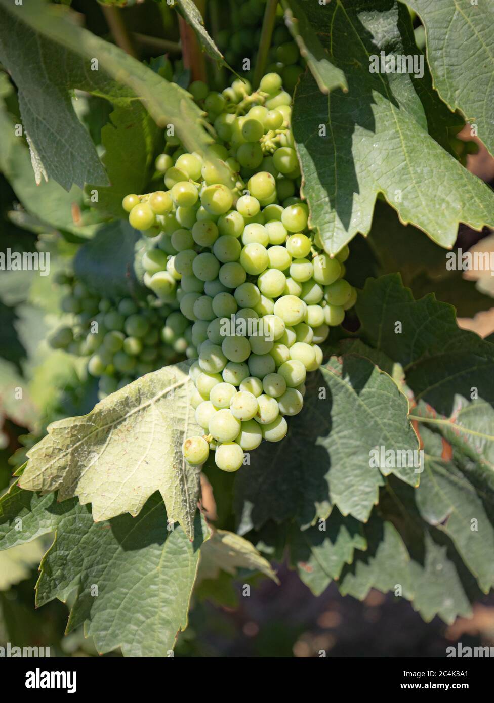 Die Weinreben der Weinberge von carignano im Süden sardiniens Stockfoto