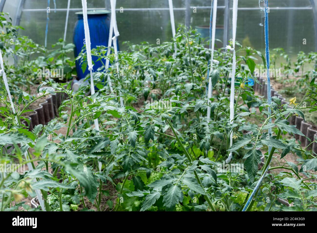 Pflanzen wachsen in einem Gewächshaus. Tomaten, Gurken und Paprika. Stockfoto