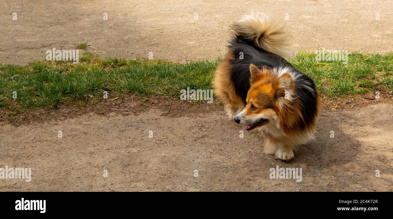 Corgi für einen Spaziergang im Park. Leerer Corgi mit einem flauschigen Schwanz. Stockfoto