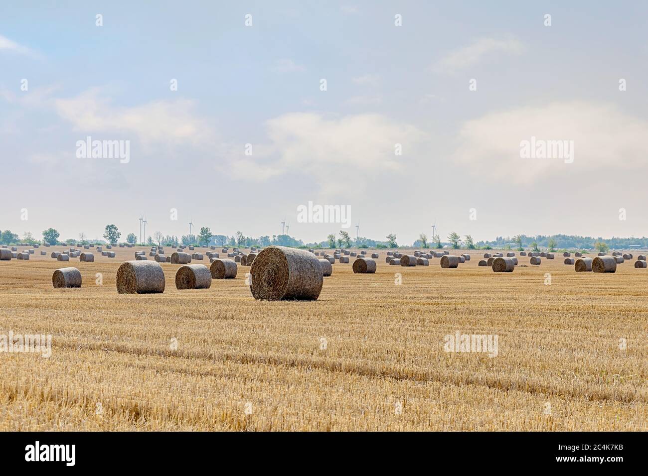 Strohballen auf dem Feld. Großes Feld nach der Ernte an einem sonnigen Sommertag. Ländliche Landschaft. Stockfoto