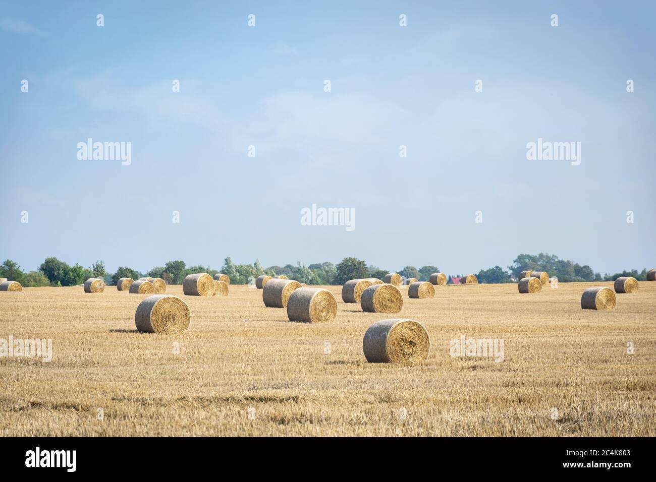 Strohballen auf dem Feld. Großes Feld nach der Ernte an einem sonnigen Sommertag. Ländliche Landschaft. Stockfoto