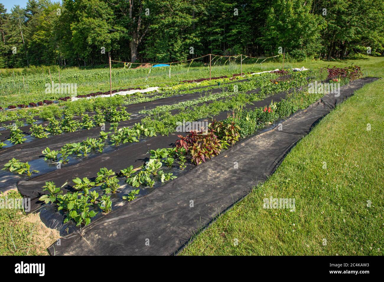 Ein großer kommerzieller Marktgarten auf einem Bauernhof in Massachusetts Stockfoto
