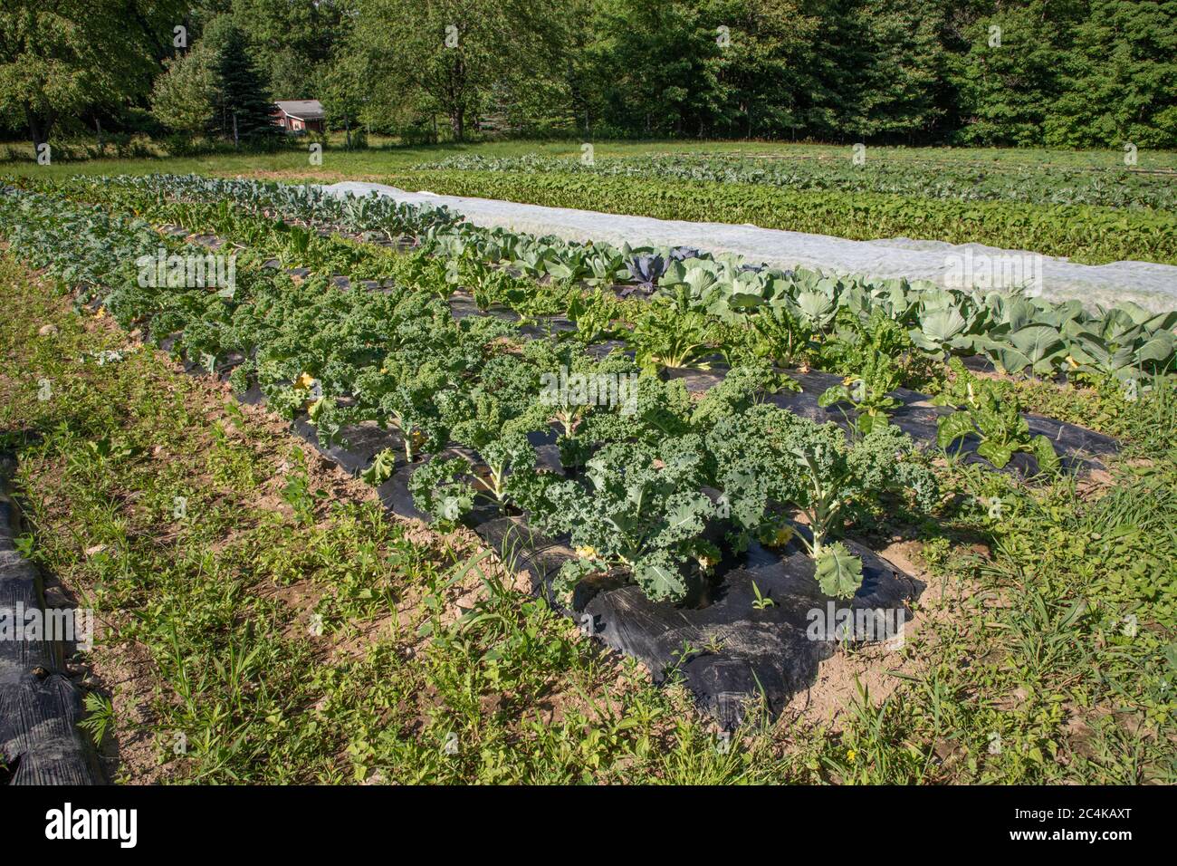 Ein großer kommerzieller Marktgarten auf einem Bauernhof in Massachusetts Stockfoto