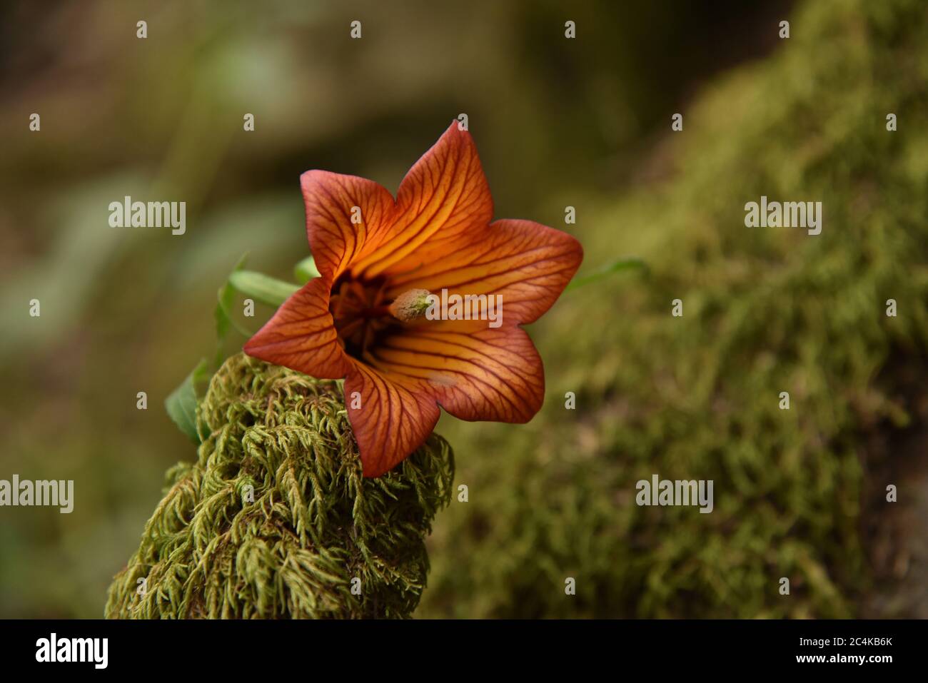 Canary Island Bellflower auf einem moosigen Zweig Stockfoto