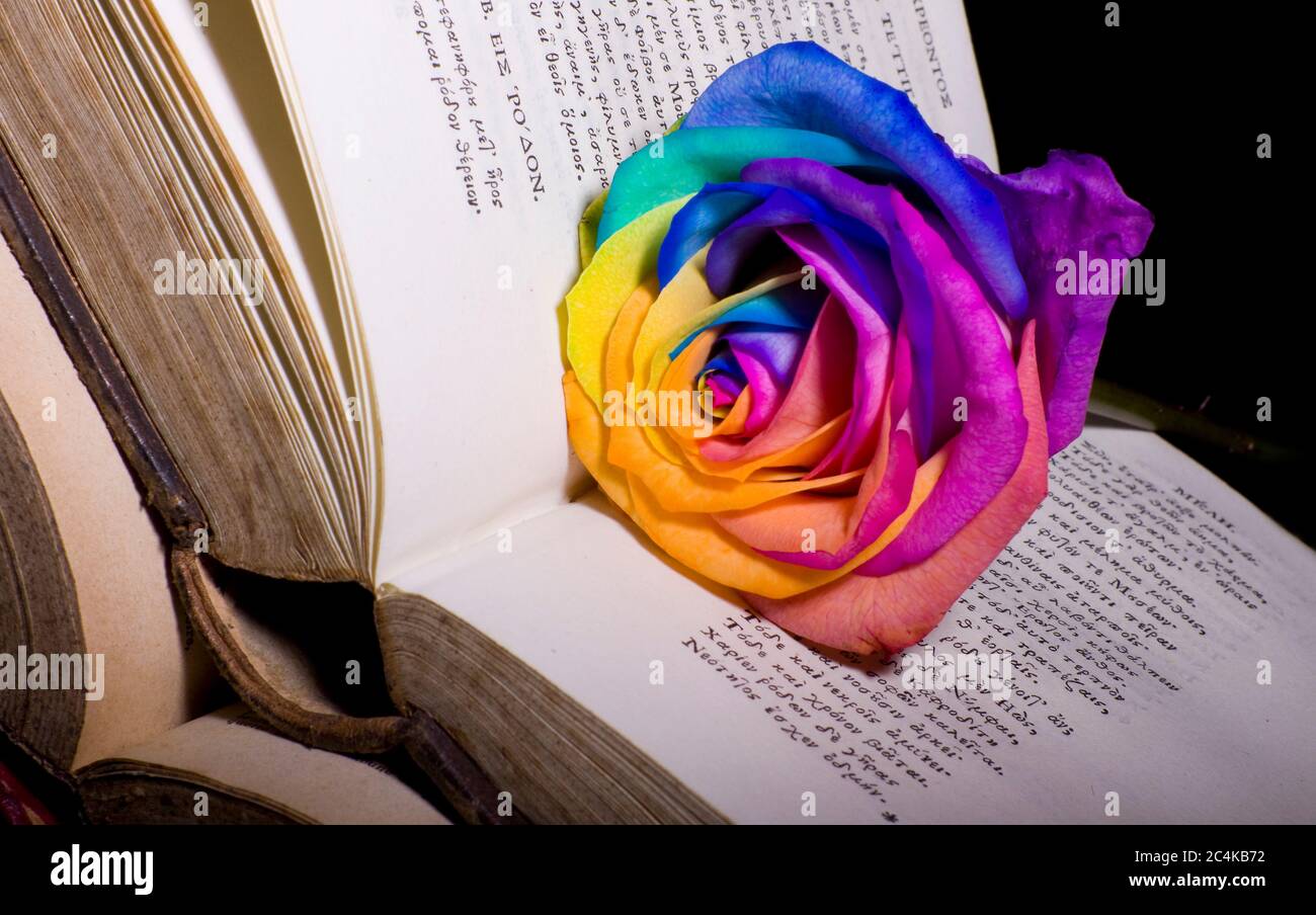 Altes Buch und frische Rose Stockfoto