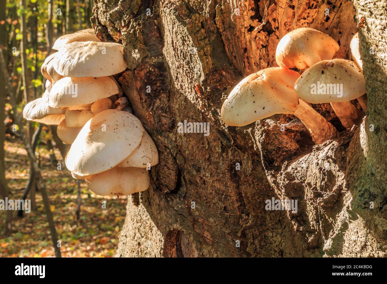 Austernpilze auf einem Loch auf einem Baumstamm im Herbst. Mehrere Pflanzen wachsen auf einem Laubbaum. Pilze mit weißer Pilzkappe auf dem braunen Baum Stockfoto