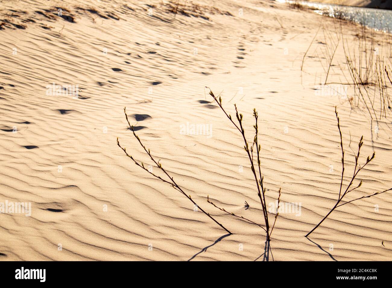 Fußspuren im Sand in der Wüste. Der Weg zur Oase. Stockfoto
