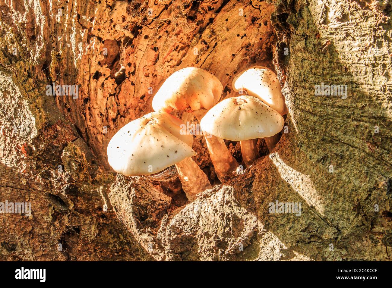 Mehrere Austernpilze wachsen aus einem Loch auf einem Laubbaumstamm. Pilze mit weißer Pilzkappe auf dem braunen Baumstamm im Laub Stockfoto