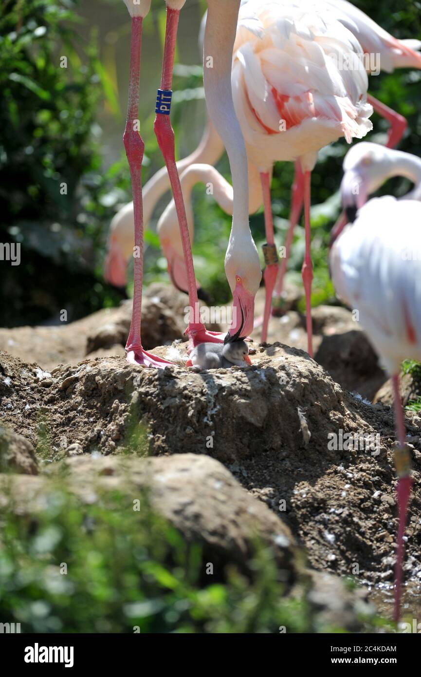 Das erste Flamingo-Küken schlüpfte zehn Jahre lang bei Birdland in den Cotswolds! Stockfoto