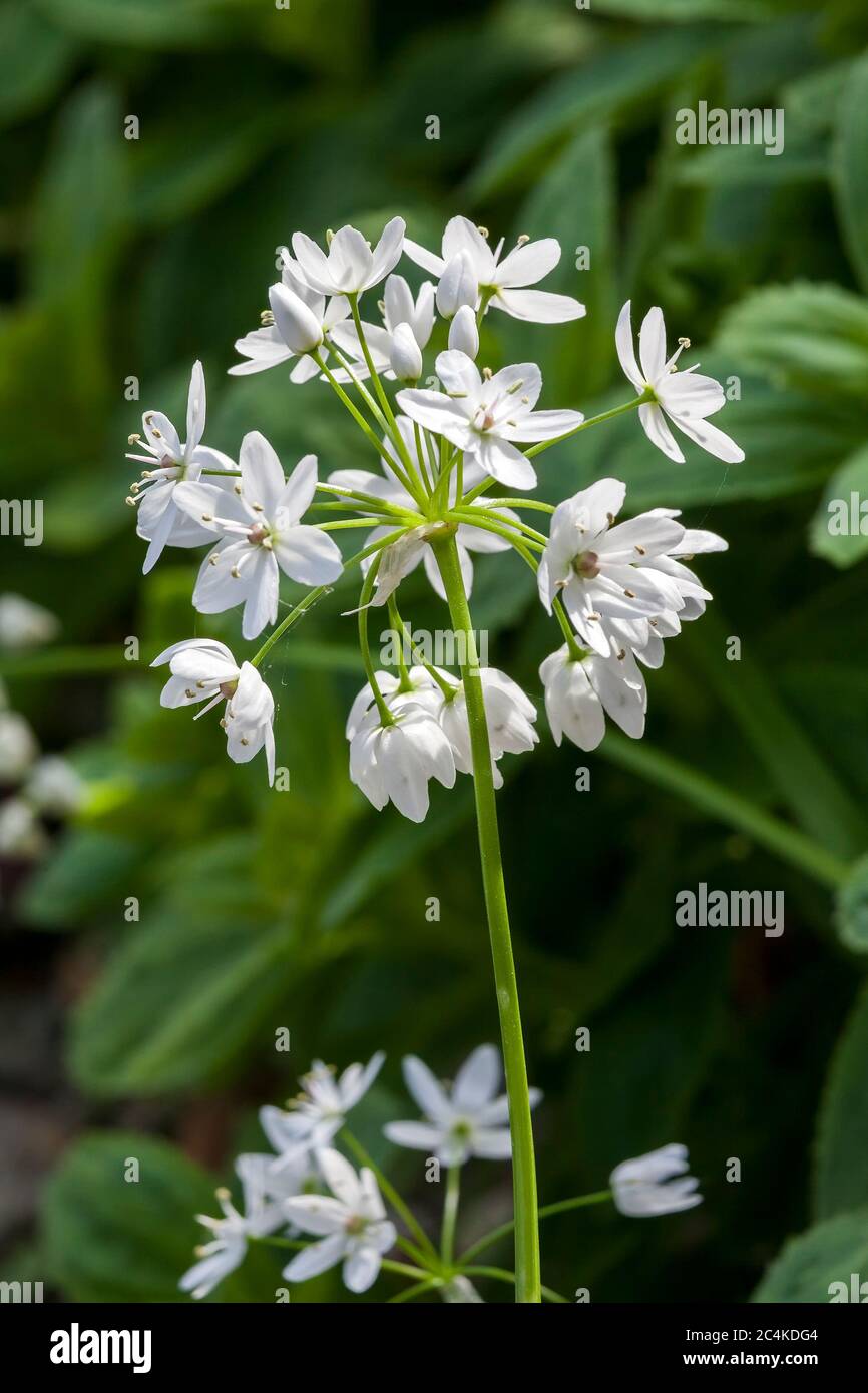 Allium Unifolium eine frühlingshafte weiße oder rosa mehrjährige Zwiebelblume Pflanze, die allgemein als amerikanische Zwiebel bekannt ist Stockfoto