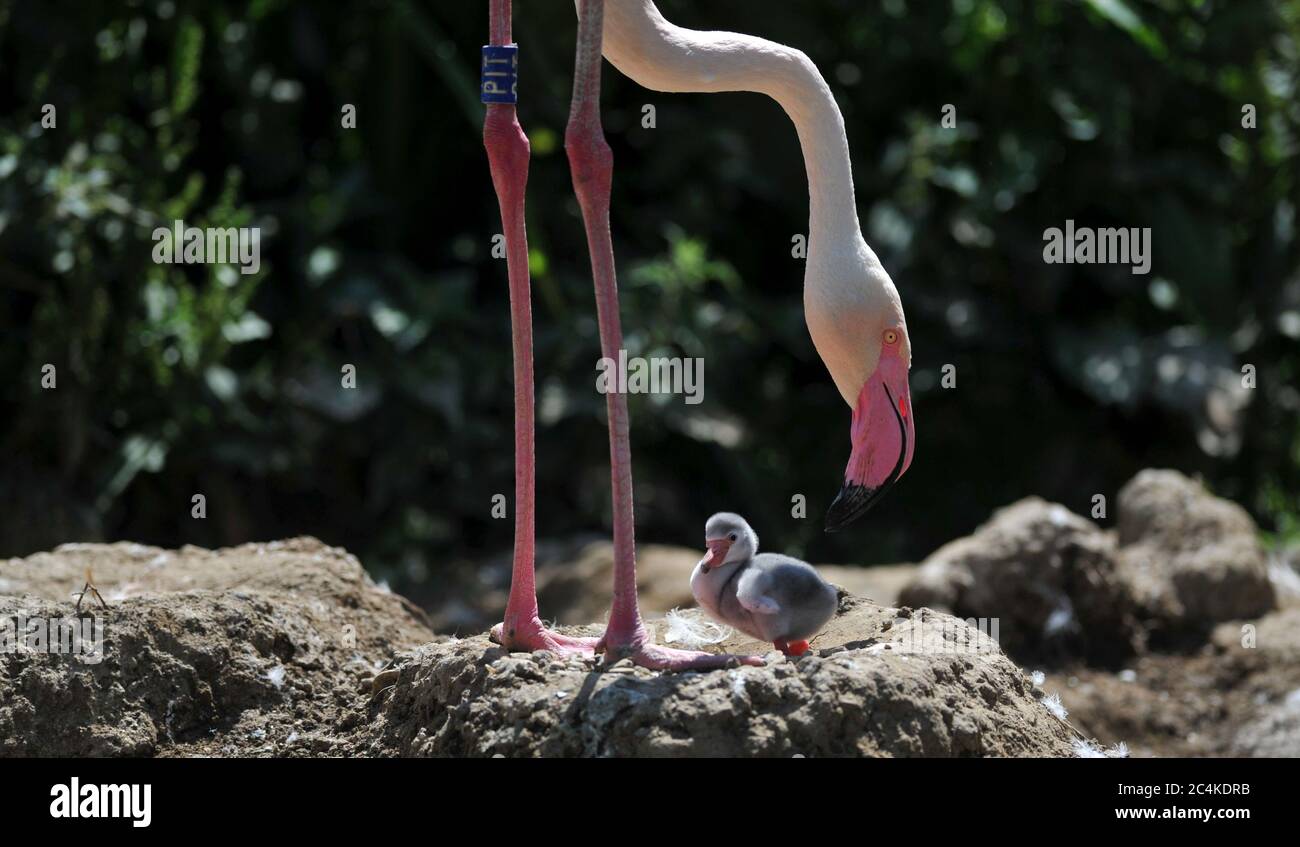 Das erste Flamingo-Küken schlüpfte zehn Jahre lang bei Birdland in den Cotswolds! Stockfoto