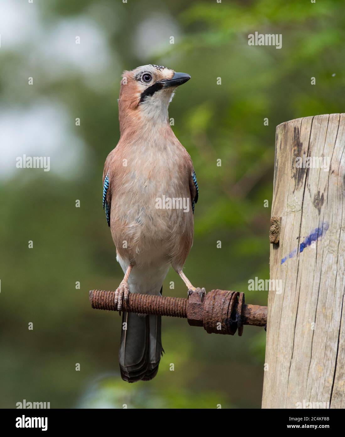 Eurasischer Eichelhäher (Garrulus glandarius) in einem Kiefernwald im Peak District. Stockfoto