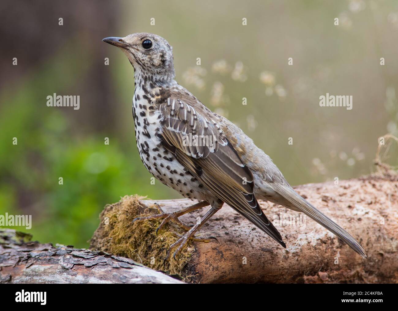 Mistle Thrush (Turdus viscivorus) in einem nördlichen Nadelwald. Stockfoto