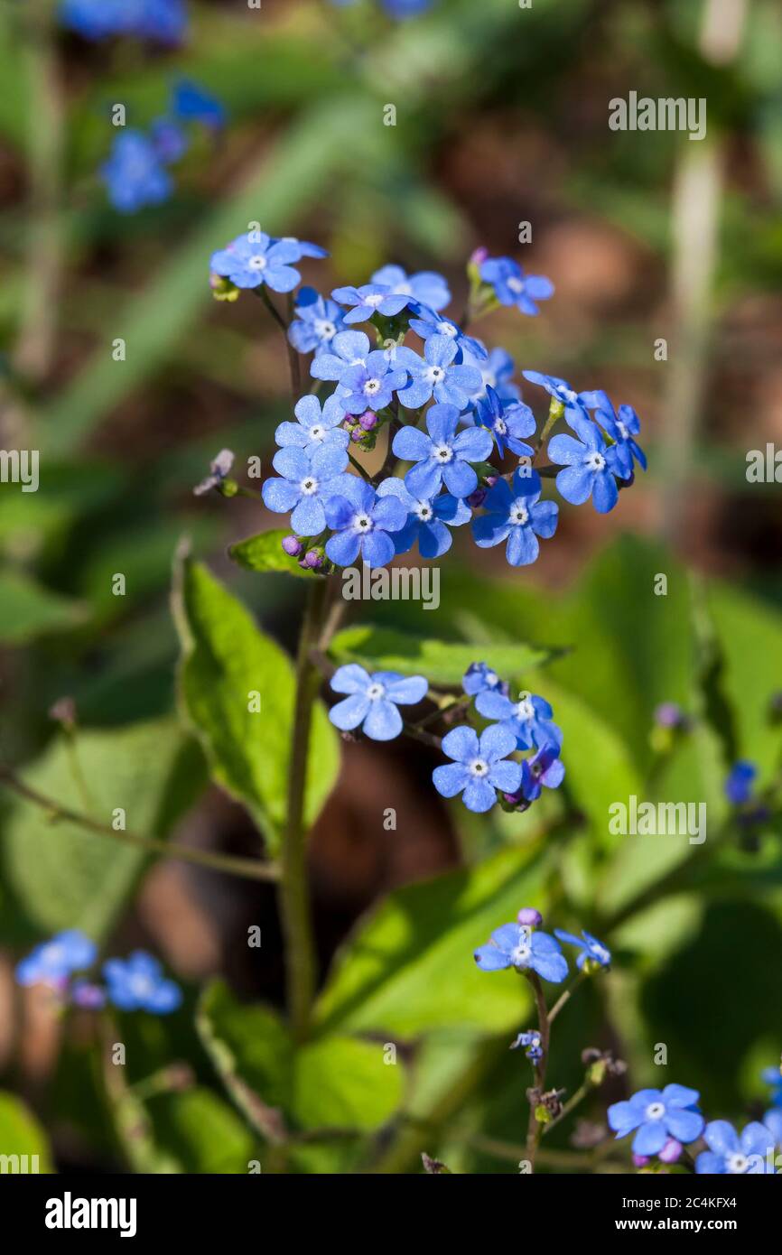 Brunnera macrophylla eine Frühlingspflanze blau mehrjährige Blume